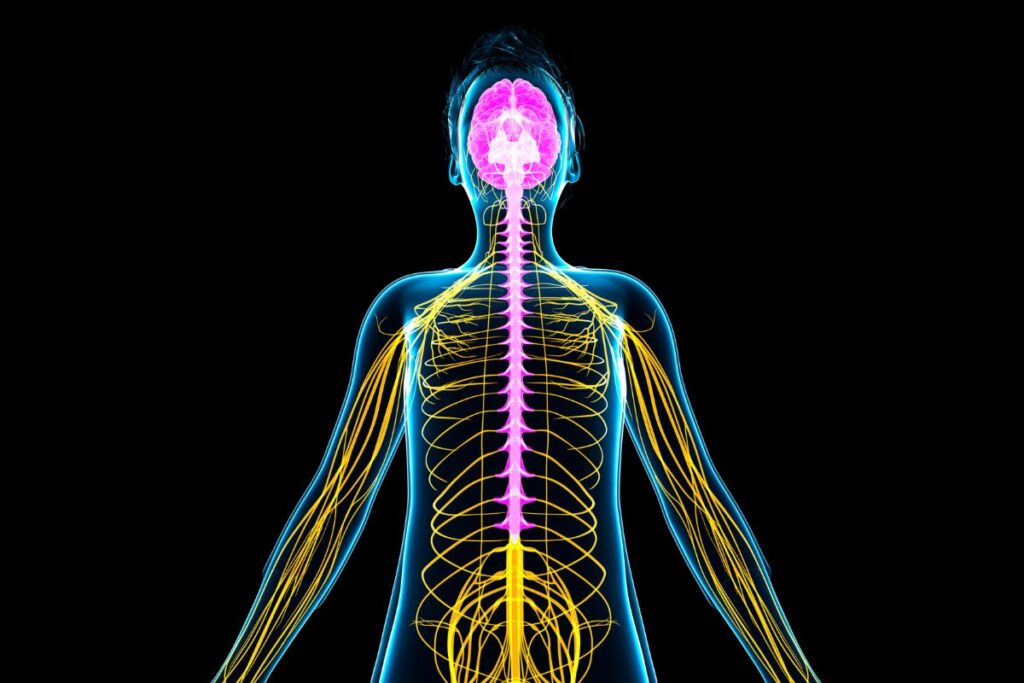 Infografía que muestra cómo el cerebro y la médula espinal transmiten información entre el cerebro y el resto del cuerpo a través de los nervios.”